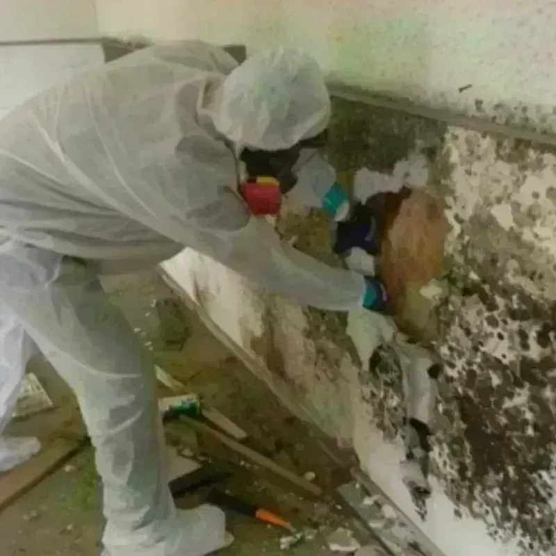 Mold Remediation and Removal in Friend, NE